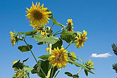 乐高发出版权警告 针对泄露的塞尔达套装