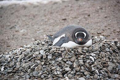 肉鸽弹幕游戏《Deflector》明年1月21日发售 支持简体中文